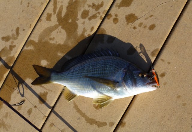 28cm Swan River Black Bream